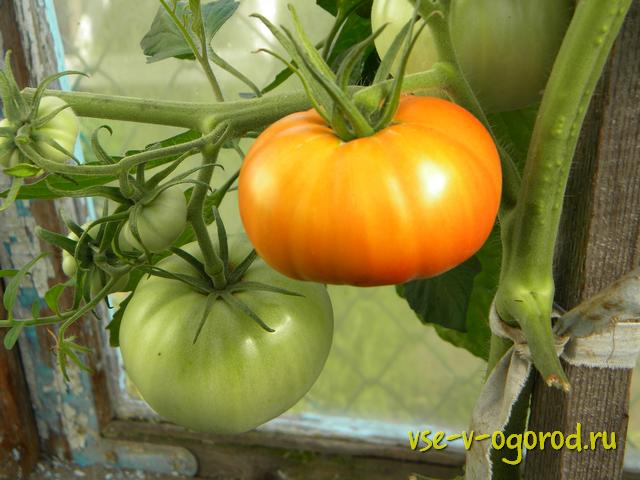 Работа на огороде по окончанию лета, сбор томатов в августе, сбор урожая лука в августе, предохранение урожая от различных болезней