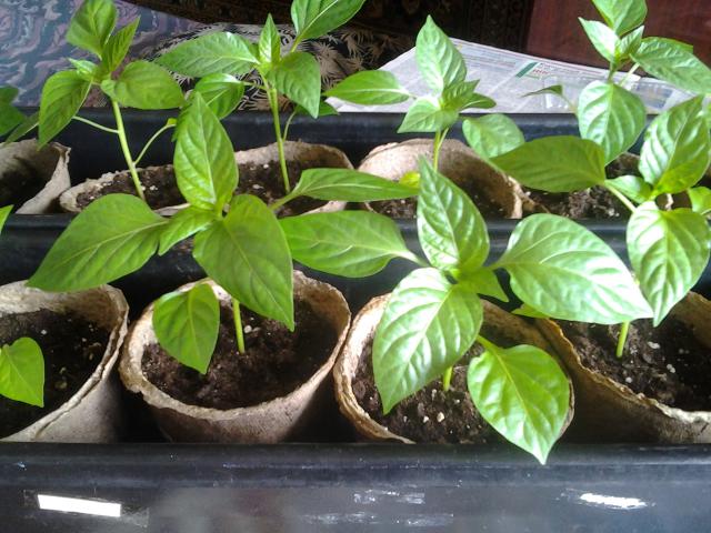 Выращивание семян перца в домашних условиях