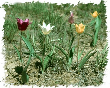 тюльпаны способны вписаться в любой тип цветника