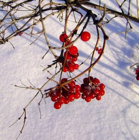 ягоды калины на морозе