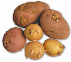 сохранить картофель от прорастания