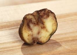 Как сохранить картофель от гнили?