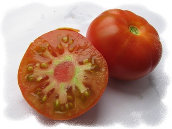 помидоры, рассада, ростки, открытый грунт,Выращивание помидоров в открытом грунте