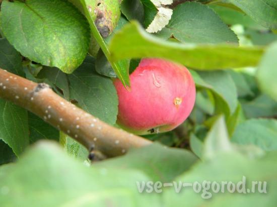 Методы борьбы с яблонной плодожоркой