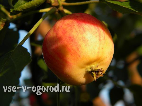 Когда следует собирать урожай яблок?