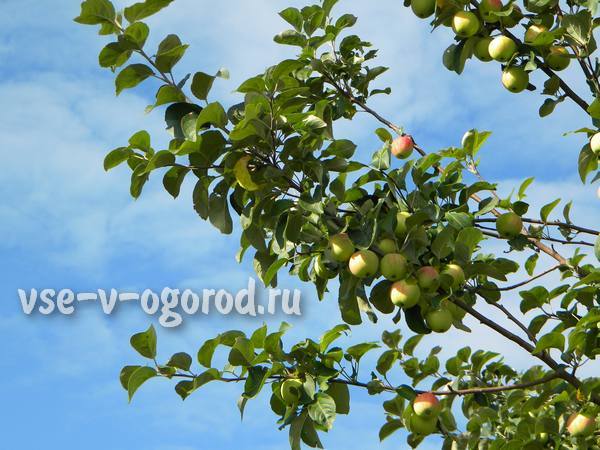 Когда и сколько вносить удобрений для яблони?