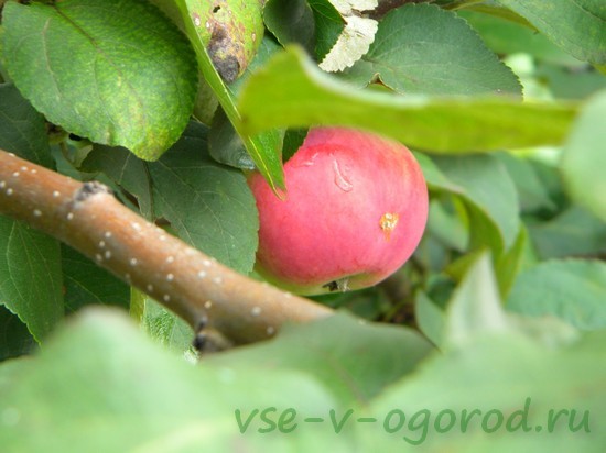 Летние штамбованые сорта яблонь для зоны Сибири и Урала