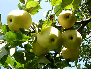 Стланцевые сорта яблонь выращиваемые в Сибири и Урале
