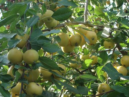Осенние штамбовые сорта яблок для Урала и Сибири