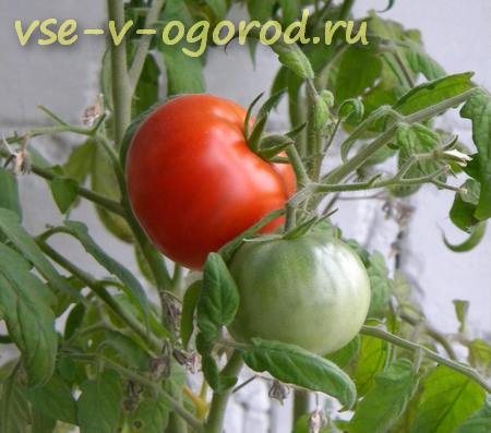 Правила заготовки семян помидоров