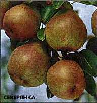Районированные сорта груш уральского региона, сорт яркая, сорт передовая, сорт желтоплодная, сорт ароматная