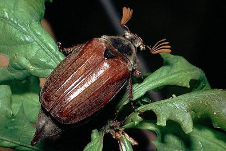 Вред огороду от майского жука и его личинки