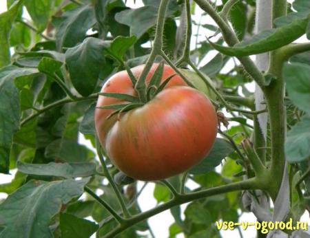 Классификация и характеристика помидоров