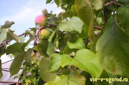 Особенности прорастания и созревания семян яблонь