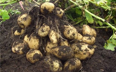 Методики выращивания картофеля