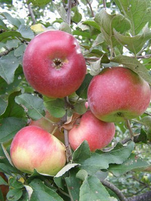 Подзимний посев семян яблони