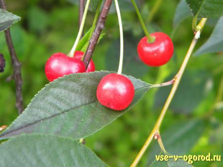 История и особенности садовой вишни