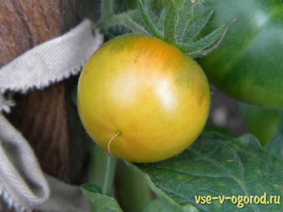 зреющий плод томата