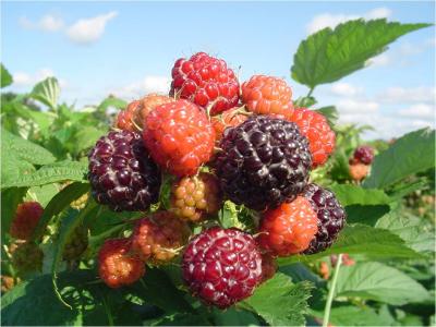   ,  , black raspberry