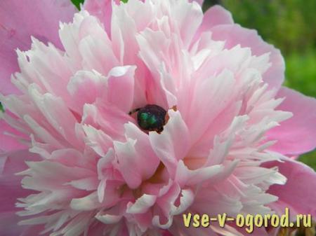 розовый цветок пиона с жуком