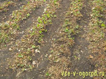 обрезка усов,клубника,отростки,садоводы,рассада,