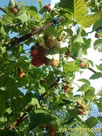   ,different varieties of raspberries