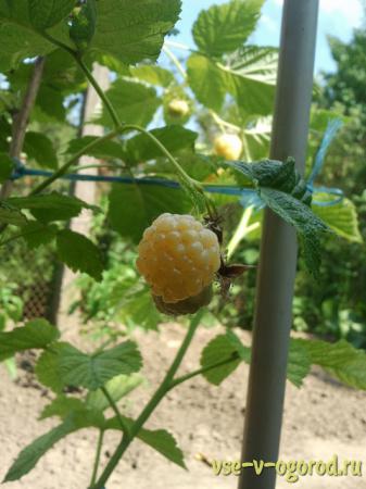  ,yellow raspberries