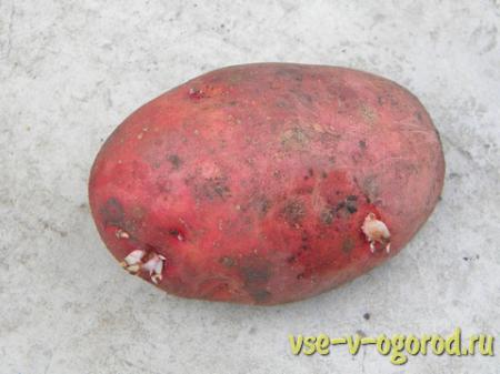 Ускоренное размножение сортов картофеля