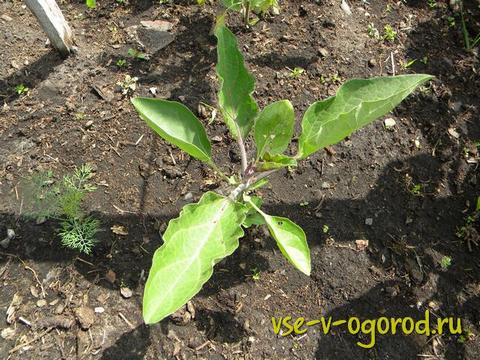 Как выращивать баклажаны в теплице, Методика выращивания баклажан