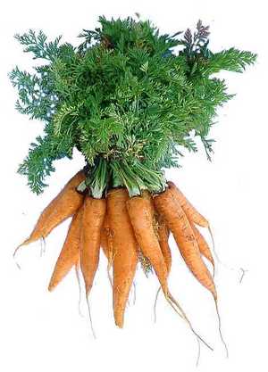 ускорения начала вегетации моркови