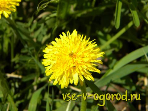  ,  ,  ,  , Taraxacum officinale