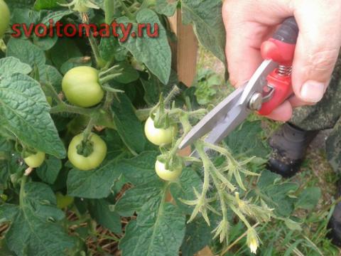 Нормирование томатов