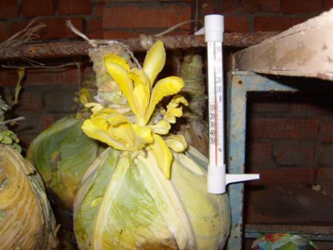 Как хранить капусту в помещении с высокой влажностью?