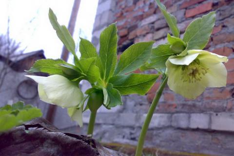 Морозник - растение, которое цветёт зимой