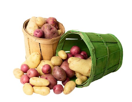 как хранить картофель, картошка