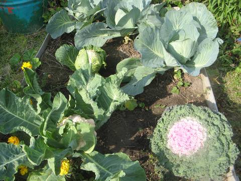 Как выбрать и хранить цветную капусту?